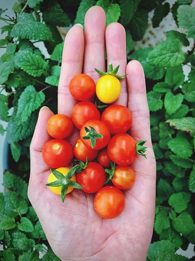 Close-up of orange tomatoes on hand