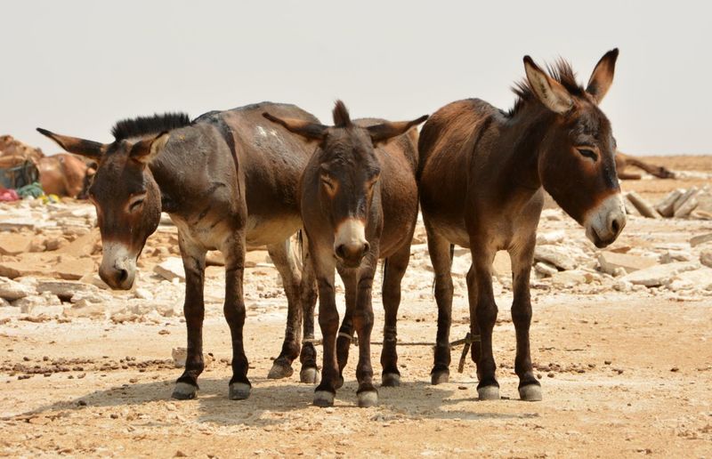 Donkeys standing on field desert against clear sky