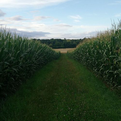 Scenic view of agricultural field against sky