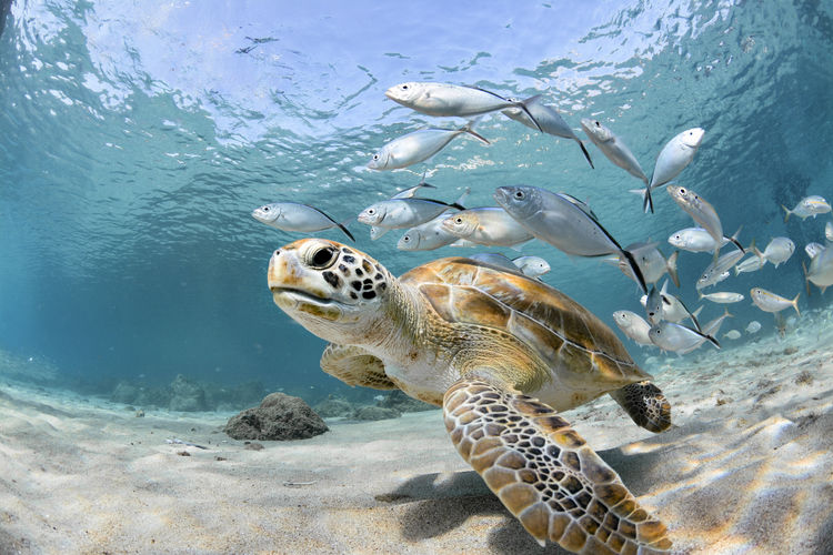 Fish swimming in sea