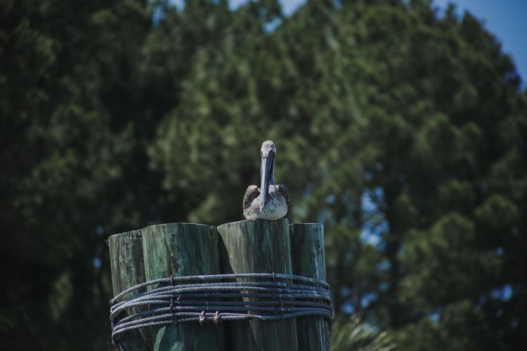 Low angle view of bird perching on wooden post against trees
