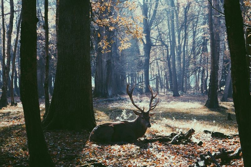 Deer sitting by tree in forest