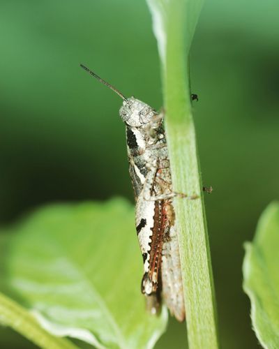 Close-up of damselfly on leaf