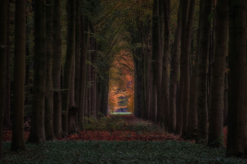 Walkway amidst trees at forest during autumn