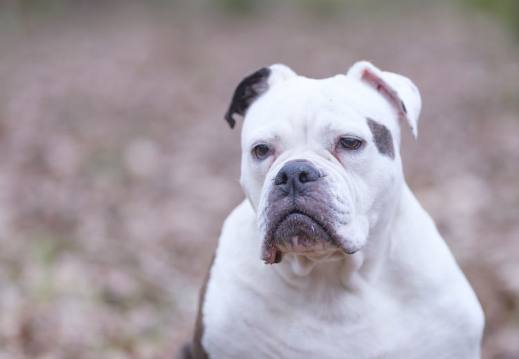A white and brown english bulldog dog head portrait with funny expression in face, focus on eye.