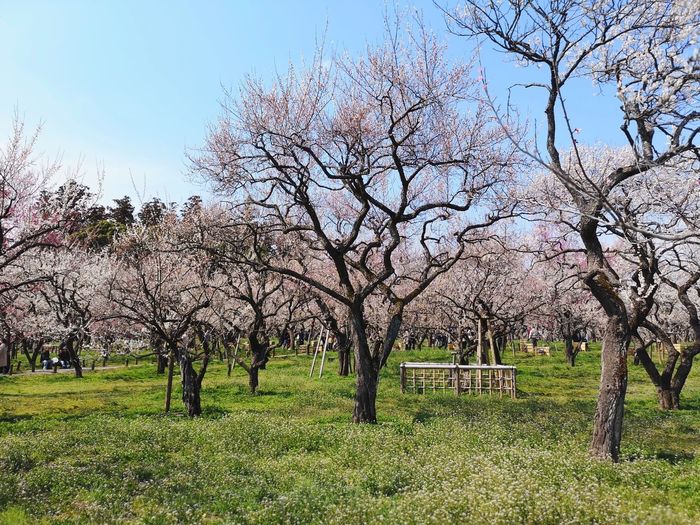 View of cherry blossom trees in field