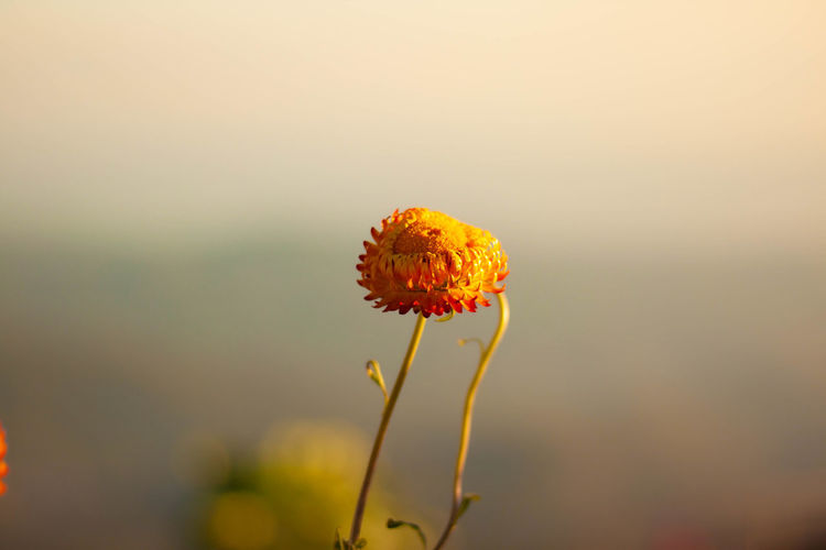 Close-up of yellow flower against orange sky