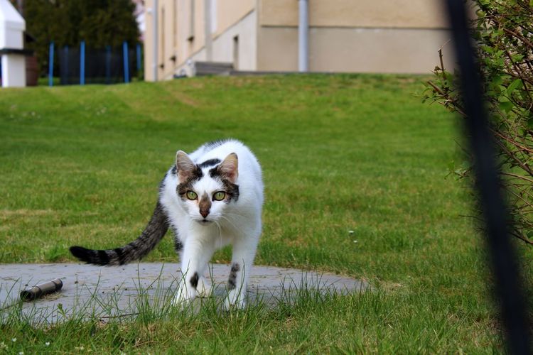 Portrait of cat on grass in yard