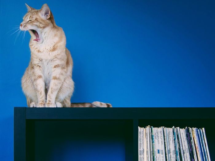Low angle view of cat with open mouth sitting on bookshelf against blue wall