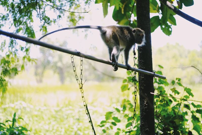 Cat on branch against sky