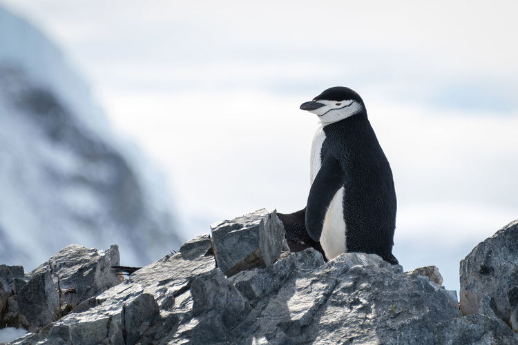 Chinstrap penguin perched on rocks facing left