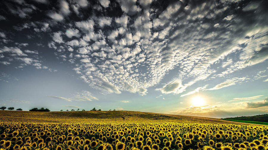 Scenic view of sunflower field against cloudy sky