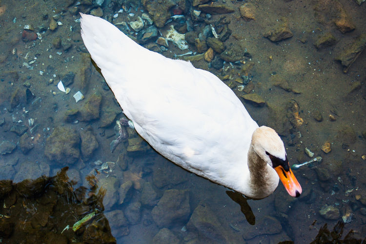 High angle view of swan swimming in lake