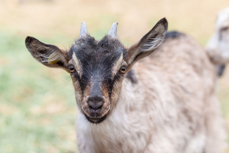 Close-up of goat