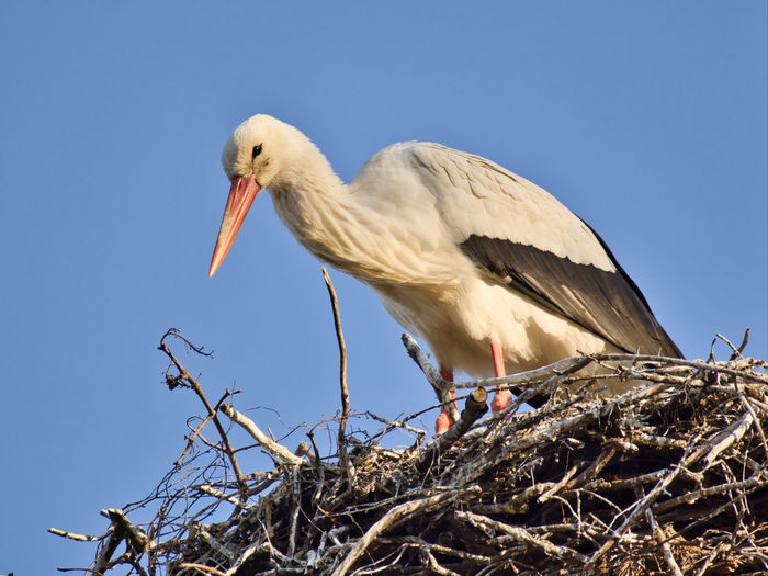 Low angle view of white stork perching on nest against sky