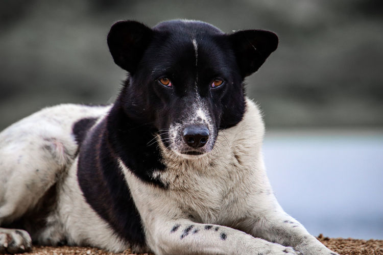 Close-up portrait of black dog sitting outdoors