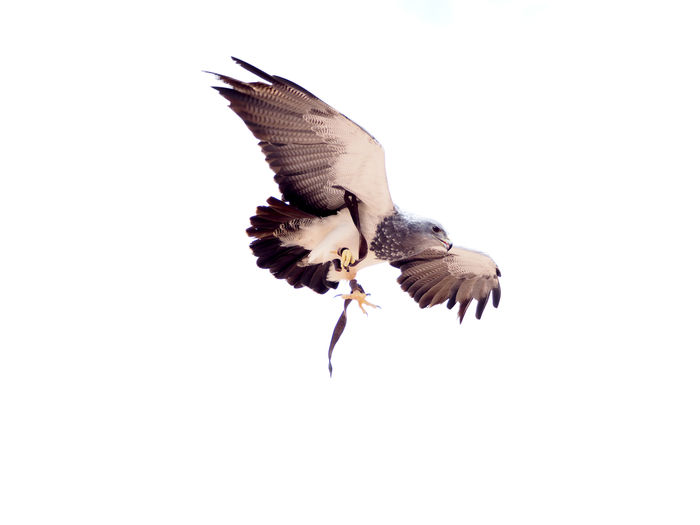 Low angle view of bird flying against clear sky