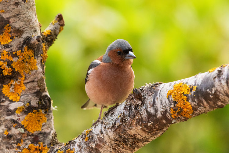 Close-up of bird perching on tree trunk