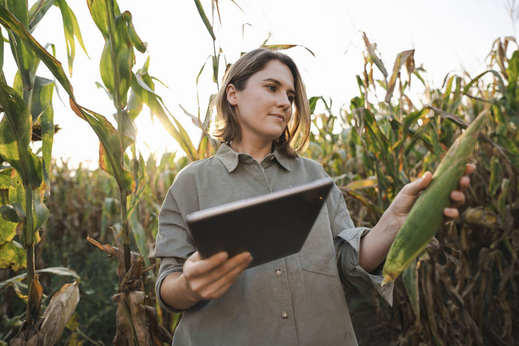 Woman with digital tablet examining maize plant in field