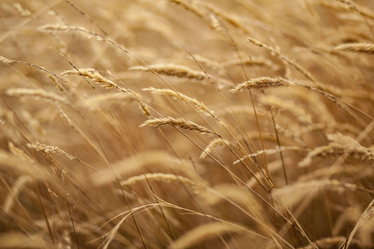 Close-up of wheat field