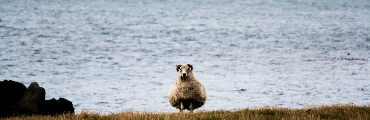Sheep standing on grass by water