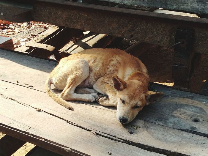High angle view of a dog sleeping on wood
