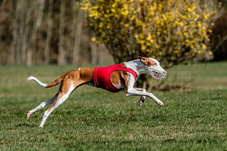 Coursing greyhound running