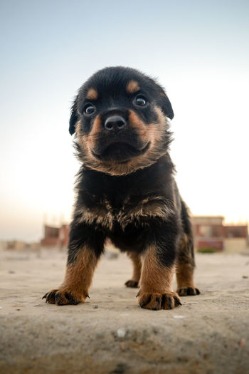 Close-up portrait of rottweiler puppy standing on footpath