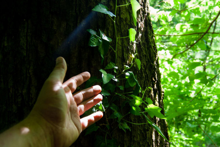 Cropped image of person by tree trunk with ivy plant in forest