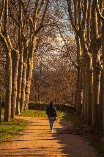 Rear view of woman walking on footpath amidst bare trees