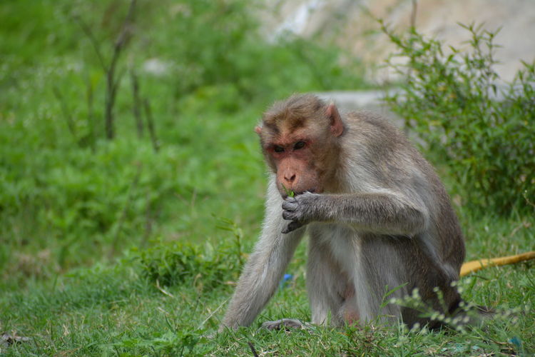 Monkey sitting on field