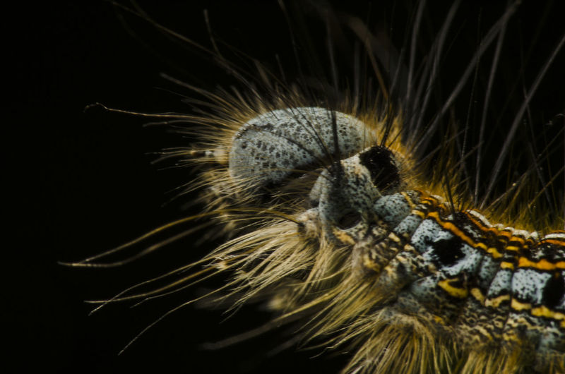 Close-up of caterpillar 