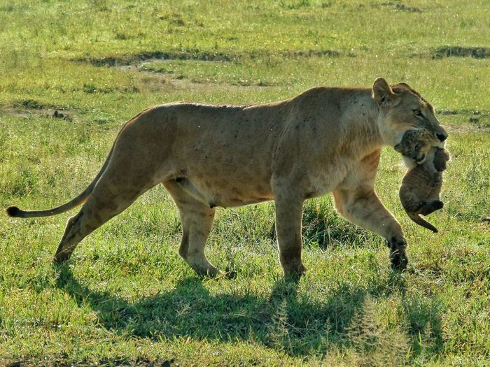 Lioness carrying cub on grassy field