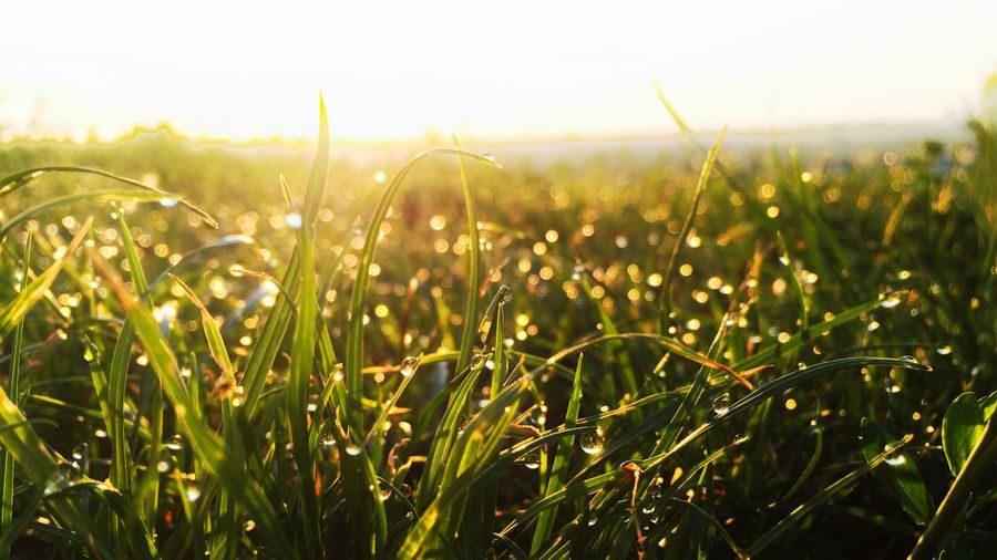 Close-up of grass in field against sky