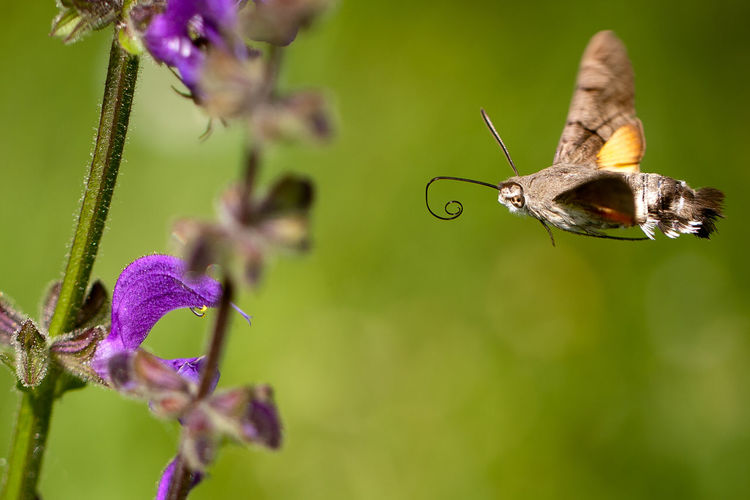 Close-up of hummingbird hawkmoth flying by flowering plant