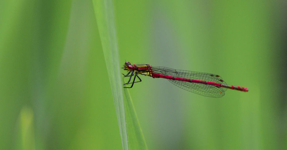 Close-up of dragonfly on grass