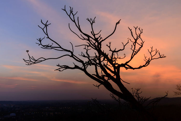 Silhouette tree against romantic sky at sunset