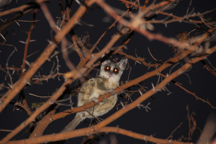 Portrait of bush-baby perching on branch at night.
bush-baby in a tree, staring at camera 