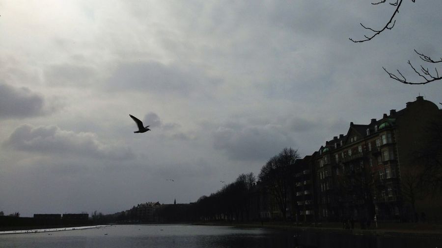 Bird flying over cloudy sky