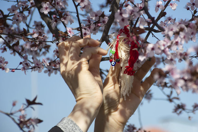 Low angle view of hand on cherry blossom tree