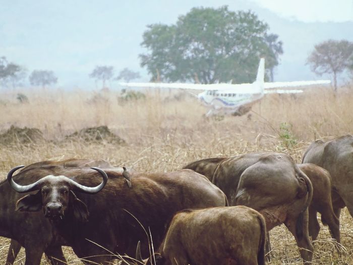 Buffalo in airfield
