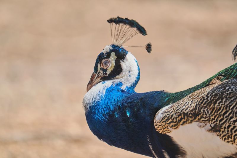 Peacock in muthanga