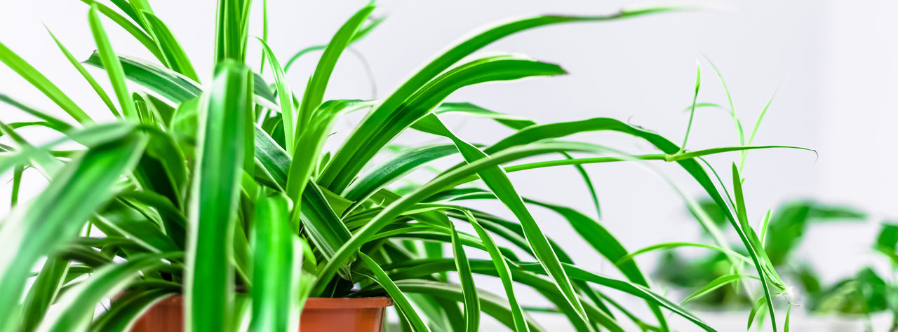 Close-up of fresh green plant