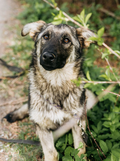 Cute dog with beautiful eyes sitting on the street among the green grass. 