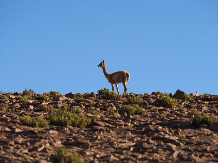 Low angle view of guanaco standing against clear blue sky