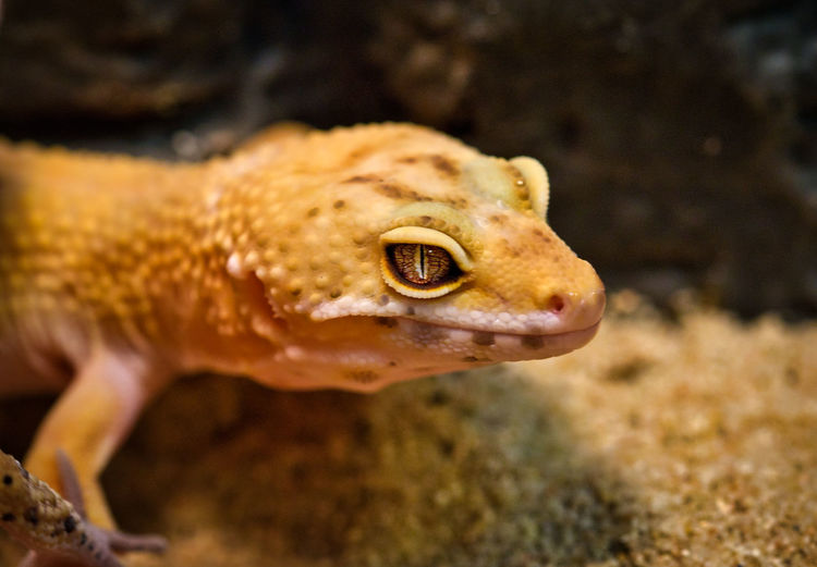 Close-up of a gecko
