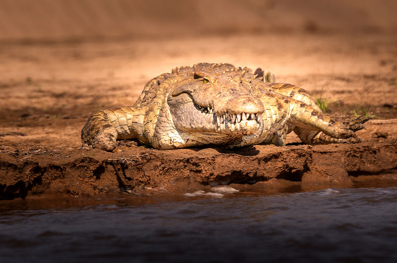 Close-up of crocodile on rock by lake