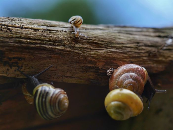 Close-up of snails on wood