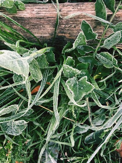 Close-up of fresh green plants on field
