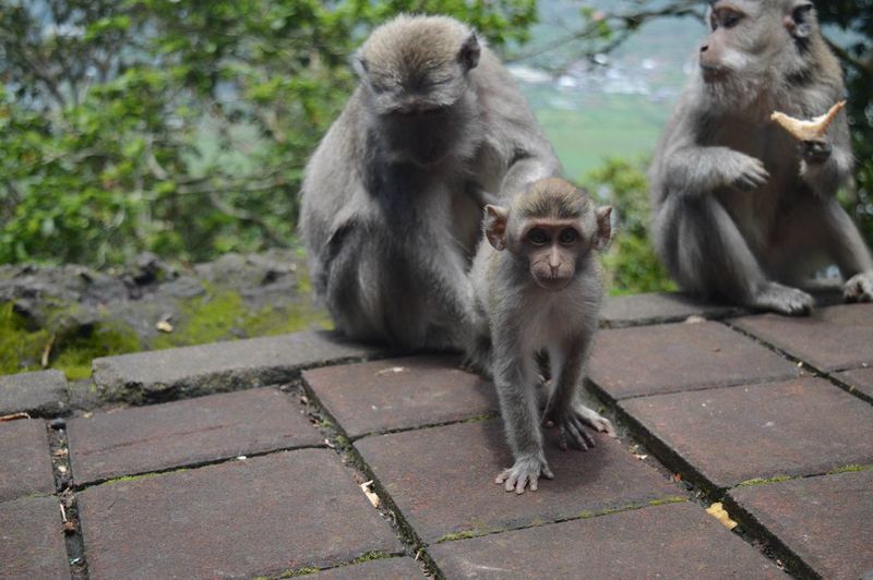 Monkeys in forest